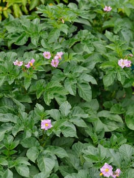 Close-up of purple pink potato plant flowers