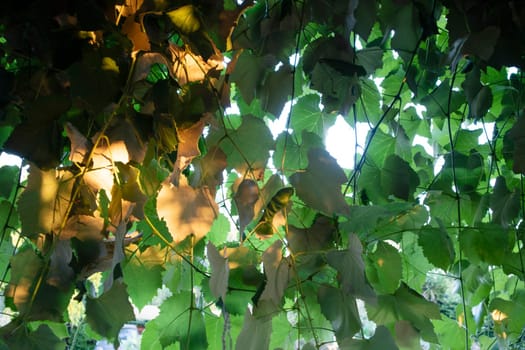 Photographic documentation of vine leaves in the autumn season 