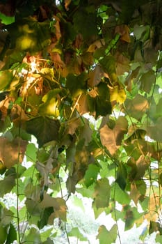 Photographic documentation of vine leaves in the autumn season 