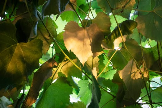 Photographic documentation of vine leaves in the autumn season 