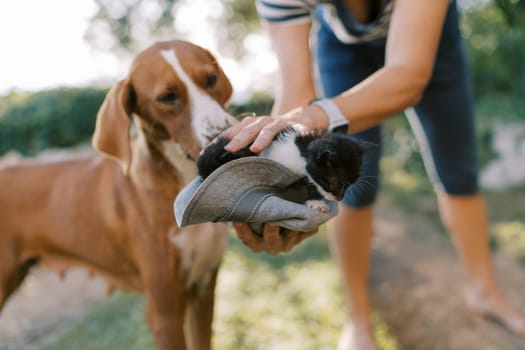 Dog sniffs little kittens in a hat in the hands of a woman. Cropped. High quality photo