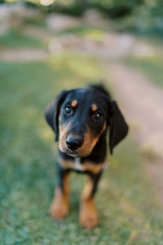 Big black puppy stands on green grass and looks ahead. High quality photo