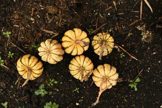 Small pumpkins in a garden Fall Season