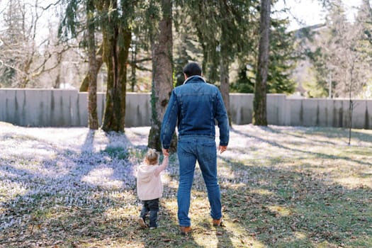 Dad and a little girl stand holding hands and look at blooming crocuses in a clearing. Back view. High quality photo