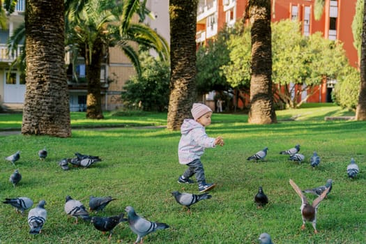 Little girl walks among the pigeons on a green lawn. High quality photo