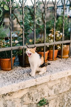 Tricolor cat yawns sitting on a garden fence near flowerpots. High quality photo