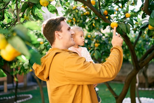 Dad with a little girl in his arms touches a tangerine on a branch. High quality photo