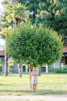 Little girl stands under a green tree with a round crown in the park. High quality photo