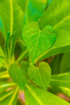 Tropical tree bush plant with heart shaped leaves in Playa del Carmen Quintana Roo Mexico.