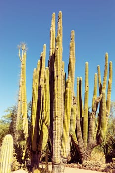 Huge Saguaro Cactus on Blue Sly, Sunny. Happy Birthday, Arizona on February 14 National Wildlife. Biosphere Reserve in Arizona. High quality photo