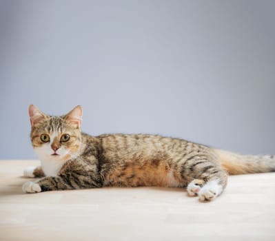 In this heartwarming cat portrait, an isolated little grey Scottish Fold cat stands on a white background, showcasing its playful and cheerful nature with a straight tail.