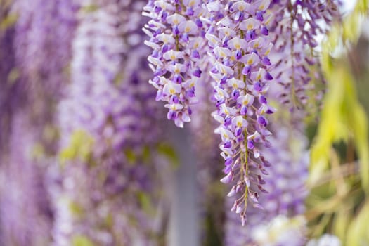 Blooming Wisteria Sinensis with scented classic purple flowersin full bloom in hanging racemes closeup. Garden with wisteria in spring.