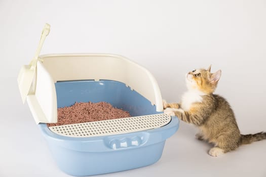 An isolated cat in a litter box underscores the importance of animal care and hygiene. The cat tray against a pristine white backdrop is where the cat sits for its toilet needs.