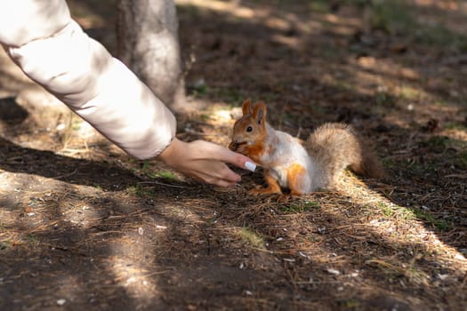 A beautiful red squirrel eats nuts in the forest from a man's hand. A squirrel with a fluffy tail sits and eats nuts close-up. A child feeds a squirrel.