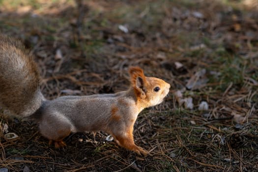 A beautiful red squirrel eats nuts in the forest. A squirrel with a fluffy tail sits and eats nuts close-up. Slow motion video