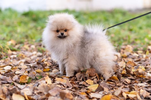 Portrait of a cute and handsome Pomeranian dog walking on a leash in the park. Fluffy dog.