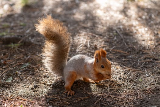 A beautiful red squirrel eats nuts in the forest. A squirrel with a fluffy tail sits and eats nuts close-up. Slow motion video