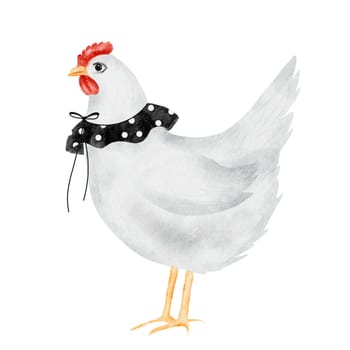 White chicken watercolor drawing cartoon. Illustration of a mother hen wearing a vintage collar. Cute bird without background. For children's educational cards and textile printing