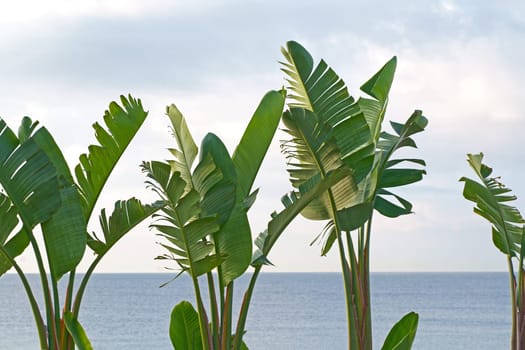 Sea. Beach. Banana palms. The picture symbolizes relaxation by the sea, tropical climate, exotic plants.