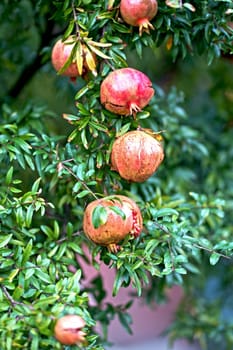 Red ripe pomegranate fruits grow on pomegranate tree in garden. Punica granatum fruit, close up.