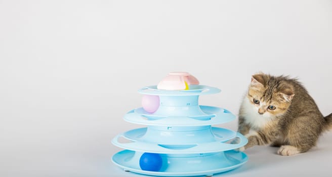 In a home setting, a playful orange kitten is engaged with a blue toy pyramid spiral tower. Reaching for colorful balls, this adorable cat's antics make for a charming and interactive pet portrait.