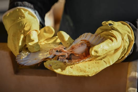 Man in gloves and apron cleans Atlantic scallop.