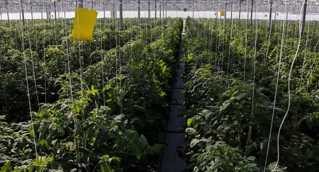 Pulling up tomato plants in a greenhouse. Tomato plantation, green plants close-up.