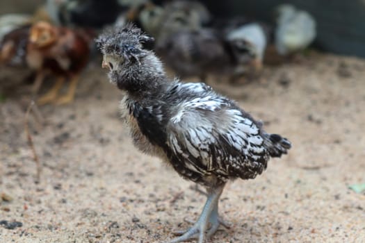 Group of Bantam baby chicks in the yard . High quality photo