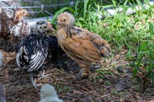 Group of Bantam baby chicks in the yard . High quality photo