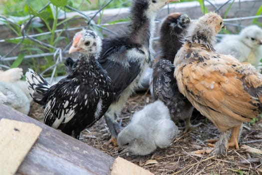 Group of Bantam baby chicks in the yard . High quality photo