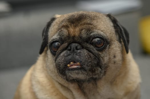 old pug resting in the apartment 3