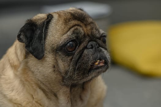 old pug resting in the apartment 8