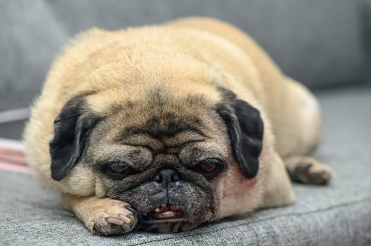 old pug resting in the apartment 7