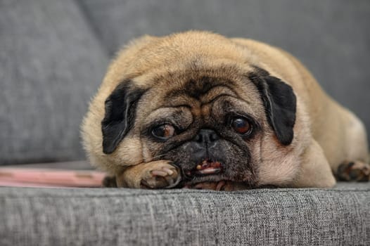 old pug resting in the apartment 11