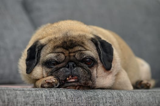 old pug resting in the apartment 12