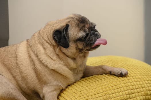 old pug on a sofa with yellow pillows 6