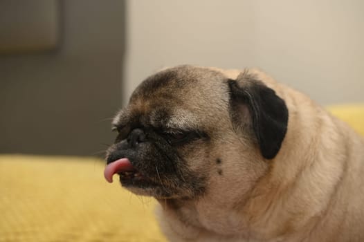 old pug on a sofa with yellow pillows 5