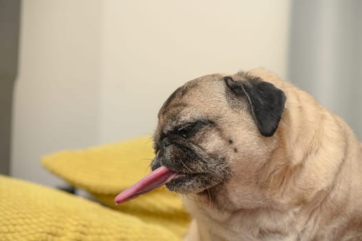 old pug on a sofa with yellow pillows 4