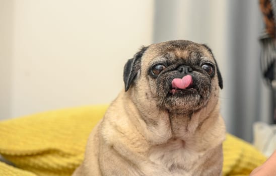 old pug on a sofa with yellow pillows 1