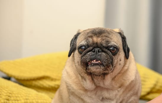 old pug on a sofa with yellow pillows