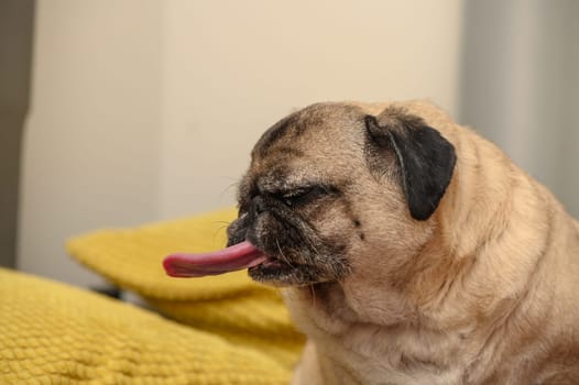 old pug on a sofa with yellow pillows 2