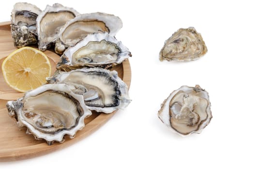 fresh appetizing oysters on white background 2