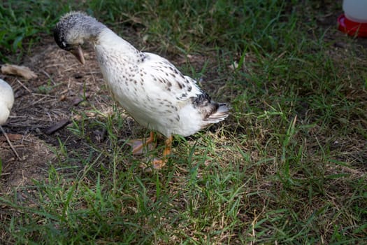 Younger Snowy Calls ducks out in the grass . High quality photo