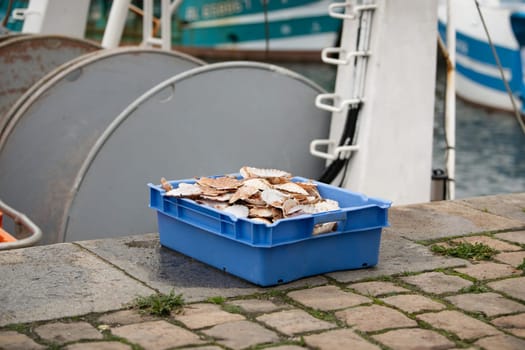 Fresh french scallops Fresh Scallops at a port of Dieppe France