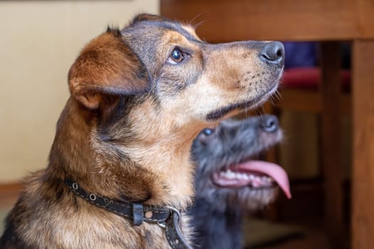 Brown dog with floppy ears close up portrait