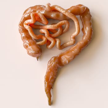 Detailed 3D rendering of human intestines, highlighting textural differences between the small and large intestine on a white background.