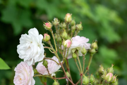 Pink rosehip flowers among green leaves close up