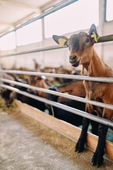 Brown goat peeks out from behind a fence and bleats while standing on its hind legs. High quality photo