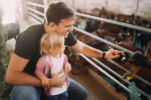 Little girl watches dad touch the nose of a goat kid in a paddock. High quality photo