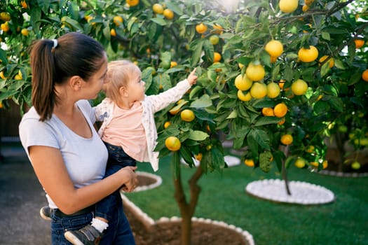 Little girl shows her mother ripe tangerines on a branch while sitting on her arms. High quality photo